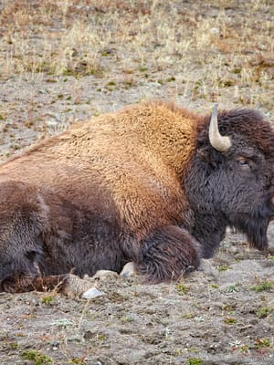 american bison in yellowstone