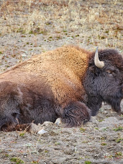 american bison in yellowstone