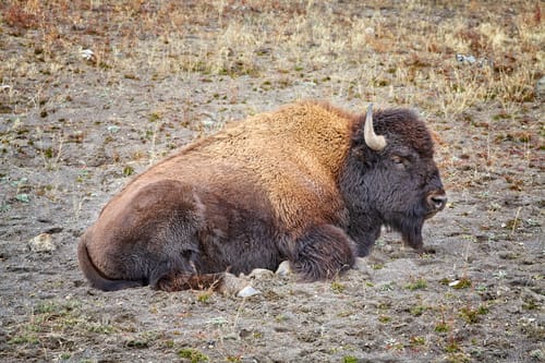 american bison in yellowstone