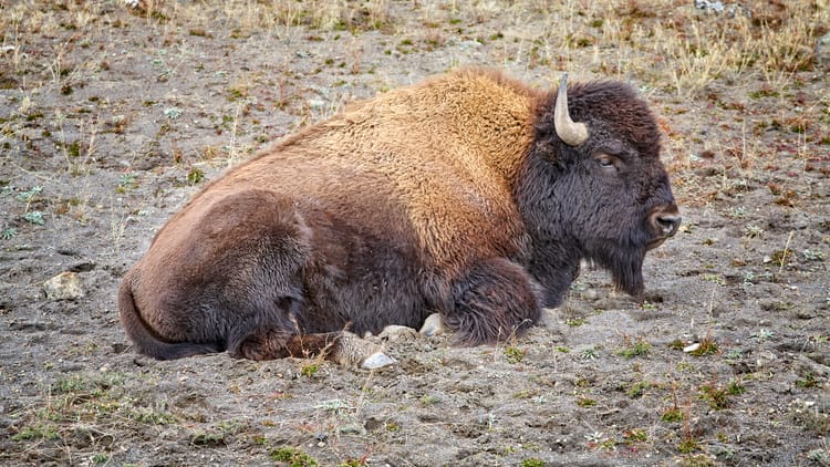 american bison in yellowstone
