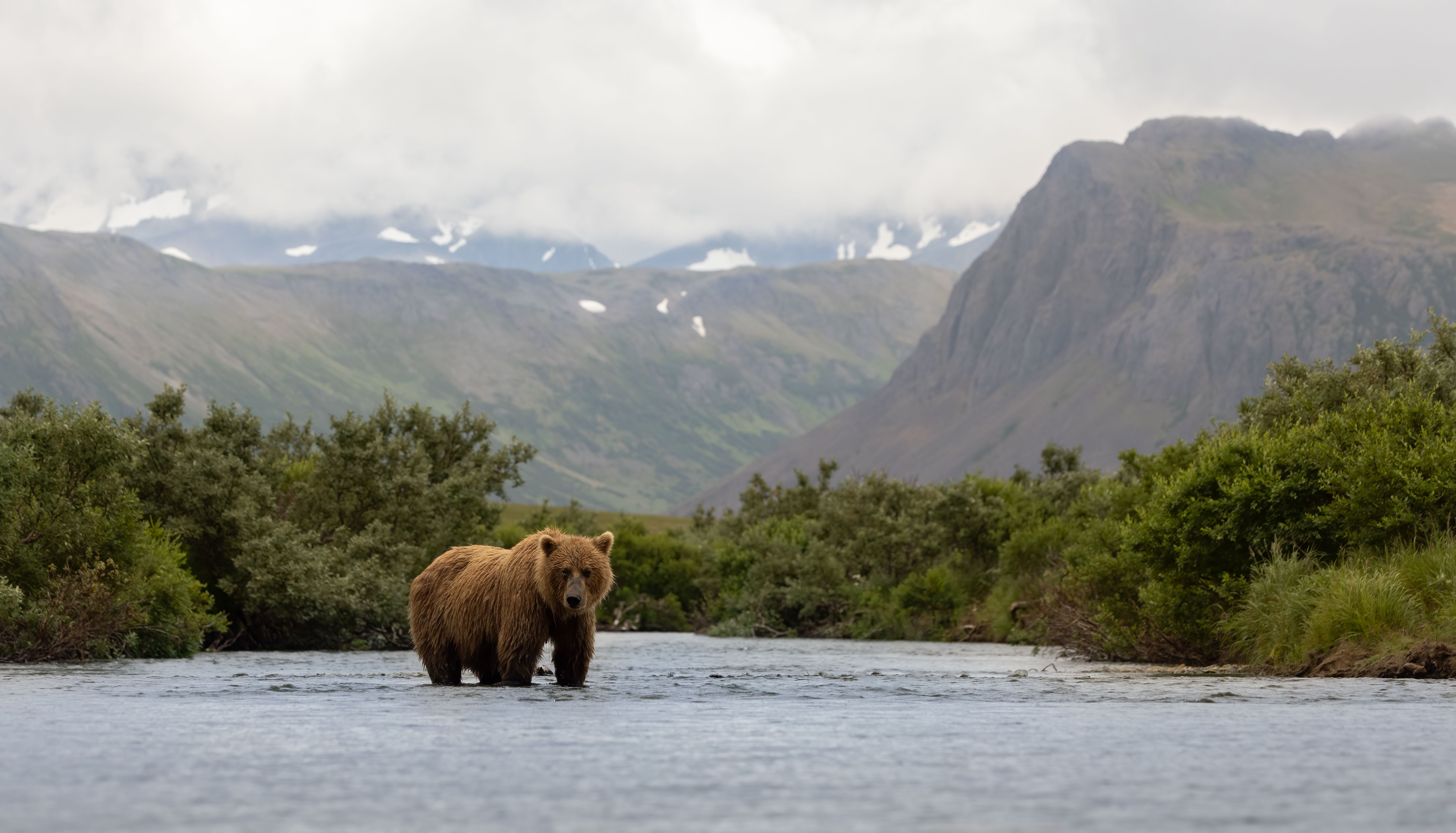brown bear in katmai alaska
