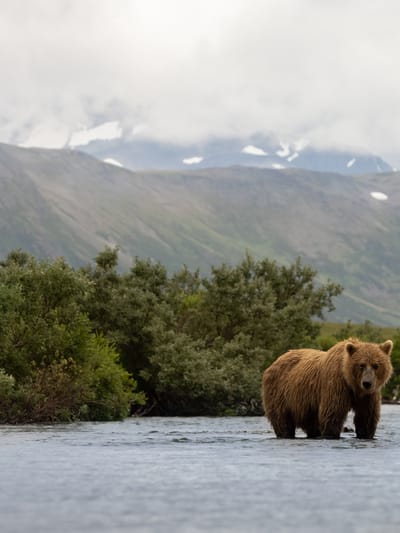 brown bear in katmai alaska
