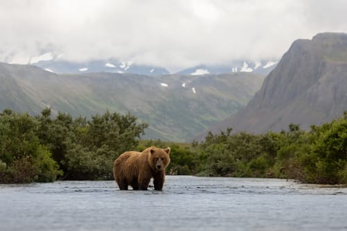 brown bear in katmai alaska