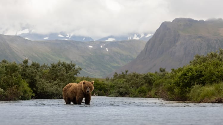 brown bear in katmai alaska