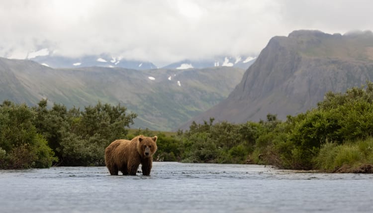 brown bear in katmai alaska